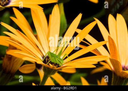 Sauterelle sur Dahlia Banque D'Images