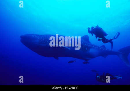 Requin-baleine, Fonds sous-marins au large de l'île de Darwin. Galapagos. L'Équateur. Rhiniodon typus. Tourisme plongée. La plongée sous-marine. Poissons de l'océan. Banque D'Images