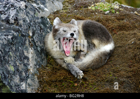 Le renard arctique (Alopex lagopus ou Vulpes lagopus) bailler juste après le réveil d'une sieste Banque D'Images