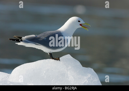 Mouette tridactyle (Rissa tridactyla) sur un iceberg dans îles Svalbard, Norvège Banque D'Images