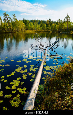 Pas de nom petit lac au milieu de forêts de sapins. Ancien arbre sec en bleu de l'eau. Banque D'Images