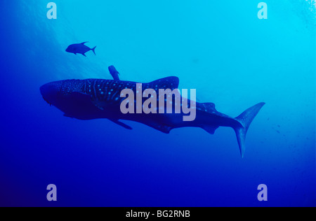 Sous-marin requin baleine au large de l'île de Darwin, dans les îles Galapagos. L'Équateur. Rhiniodon typus. Banque D'Images