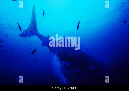 Sous-marin requin baleine au large de l'île de Darwin, dans les îles Galapagos. L'Équateur. Rhiniodon typus. Banque D'Images