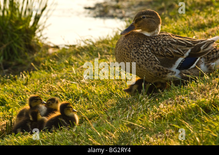 Canard colvert femelle avec rétroéclairage canetons par Sun Banque D'Images