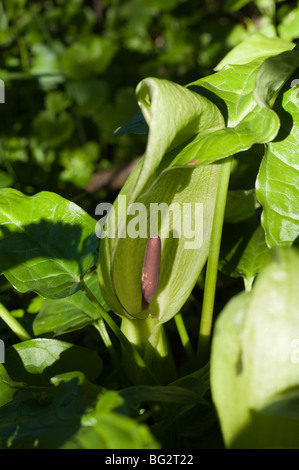 Arum maculatum, Cuckoo Pint Banque D'Images