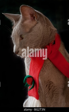 Portrait d'un chat gris portant foulard rouge avec décoration de Noël isolé sur un fond noir Banque D'Images