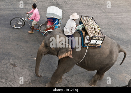 Les taxis de l'éléphant sont très actifs au cours de l'éléphant de Surin, le Roundup. Banque D'Images