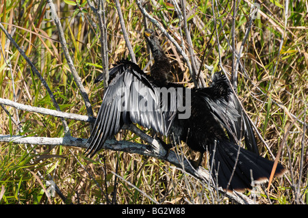 Oiseau Anhinga sécher ses ailes, Everglades Floride Banque D'Images