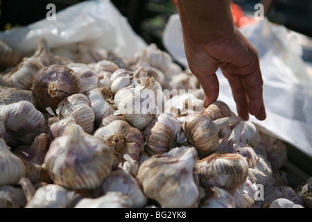 Sa main la sélection d'un bulbe d'ail d'une échoppe de marché en Espagne Banque D'Images