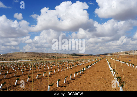 Israël, région du Néguev, Lakis, vignoble, une parcelle de vignes nouvellement plantées Banque D'Images