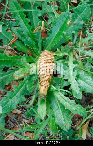 La pomme avait été dépouillée de sa coque et ne tombe sur la lutte contre les mauvaises herbes sur le sol forestier. Banque D'Images