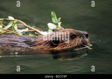 Castor nord-américain - piscine avec une brindille / Castor canadensis Banque D'Images