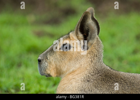 Mara en captivité au zoo de Whipsnade en Angleterre Banque D'Images