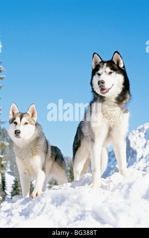 Deux chiens husky de Sibérie - debout dans la neige Banque D'Images