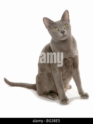 Korat cat. Séance adultes. Studio photo sur un fond blanc. Banque D'Images
