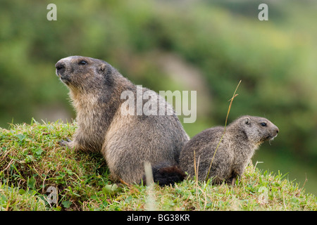 Marmotte alpine et cub / Marmota marmota Banque D'Images