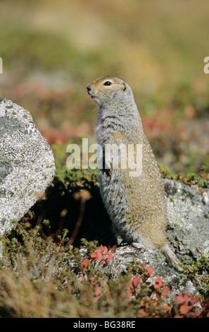 Spermophile arctique - debout / Spermophilus parryii Banque D'Images