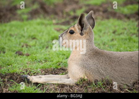 Vue rapprochée d'un Mara en captivité au zoo de Whipsnade en Angleterre Banque D'Images