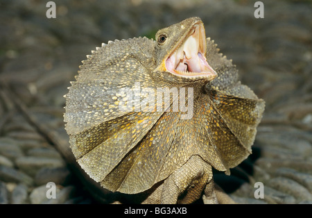 À col jabot Lizard Chlamydosaurus kingii - portrait / Banque D'Images