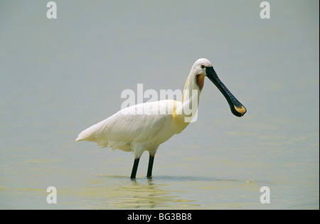 Spoonbill commun - debout dans l'eau / Platalea leucorodia Banque D'Images