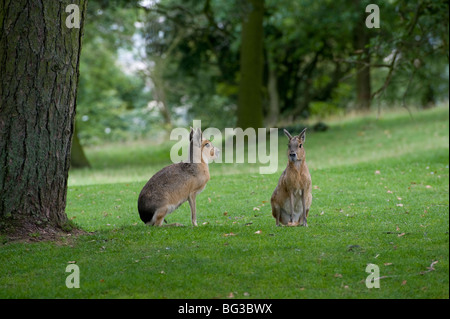 Mara en captivité au zoo de Whipsnade en Angleterre Banque D'Images