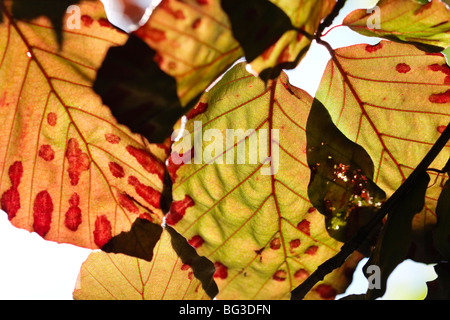 Les feuilles des arbres à Sun Banque D'Images