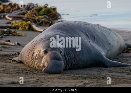 Éléphant de tirer sur plage (Mirounga angustirostris) California USA, par Dominique Braud/Dembinsky Assoc Photo Banque D'Images