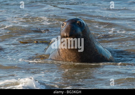 Éléphant de tirer sur plage (Mirounga angustirostris) California USA, par Dominique Braud/Dembinsky Assoc Photo Banque D'Images