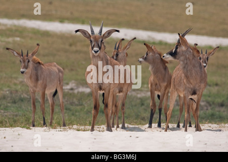 Groupe d'antilopes rouan en Afrique australe. La photo a été prise dans le parc national de Chobe au Botswana. Banque D'Images