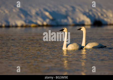 Cygne trompette (Cygnus buccinator). Paire de cygnes sur la rivière Madison Banque D'Images