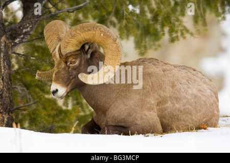 Ram bighorn (Ovis canadensis) avec curl, le repos complet en vertu de branches de pin Banque D'Images