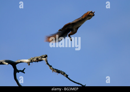 Squirrel sautant d'arbre en arbre, aéroportés et voler dans l'air. Banque D'Images