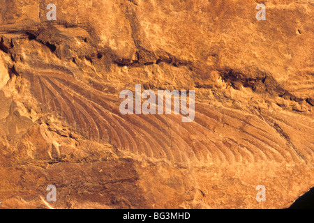 Roche sédimentaire géologie collection, d'en haut à gauche : rocher de ...