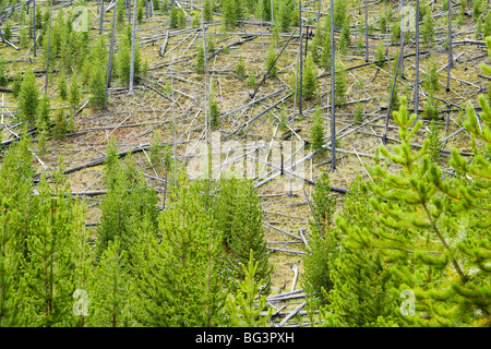 Pins tordus dans le Parc National de Yellowstone après l'incendie de forêt. Wyoming, États-Unis. Banque D'Images