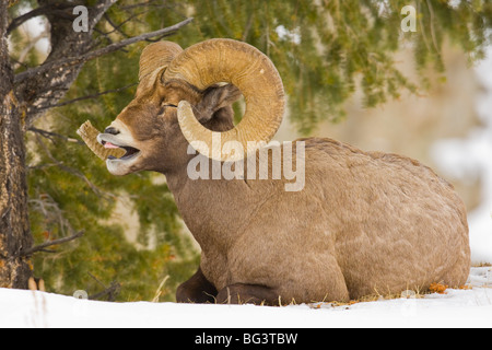 Ram bighorn (Ovis canadensis) avec curl, le repos complet en vertu de branches de pin Banque D'Images