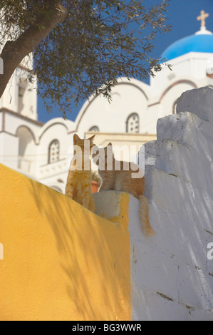 Les chats à Akrotiri, Santorini, Cyclades, îles grecques, Grèce, Europe Banque D'Images