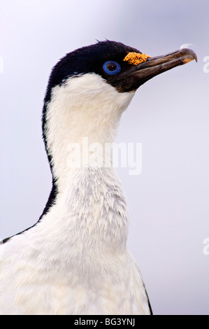 Blue-eyed shag (Cormorant), l'Île Petermann, Antarctique, les régions polaires Banque D'Images