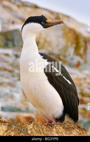 Blue-eyed shag (Cormorant), l'Île Petermann, Antarctique, les régions polaires Banque D'Images