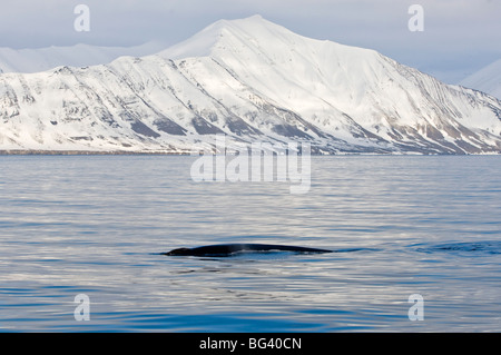 Rorqual commun dans Woodfjord, archipel du Svalbard, Norvège, Scandinavie, l'Europe, de l'Arctique Banque D'Images