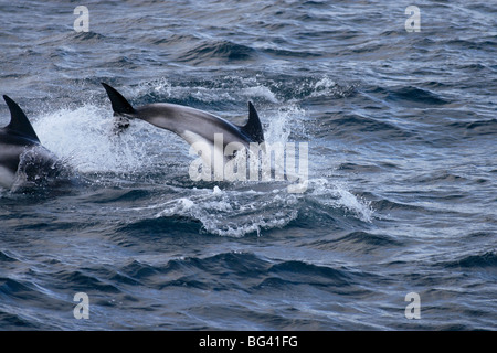 Sufacing et dauphins sautant hors de l'eau avec une éclaboussure montrant nageoire dans la mer de Barents Banque D'Images