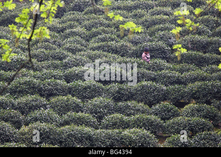 Woman picking, thé Longjing, Hangzhou, Zhejiang, China, Asia Banque D'Images