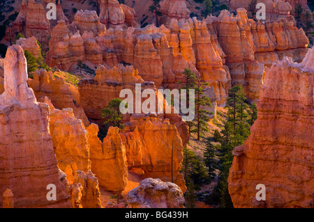 USA, Utah, Bryce Canyon National Park, près de Sunset Point Banque D'Images