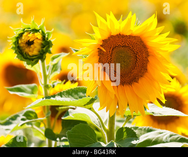 Close-up d'un tournesol, Provence, France Banque D'Images