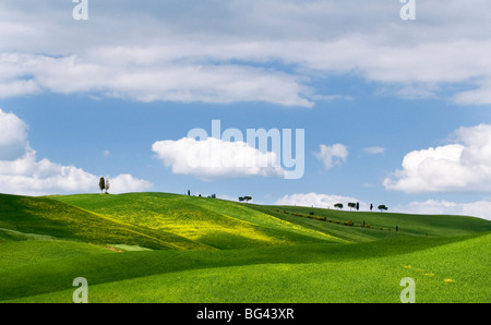 Paysage de Toscane, près de San Quirico, Valle de Orcia, Toscane, Italie Banque D'Images