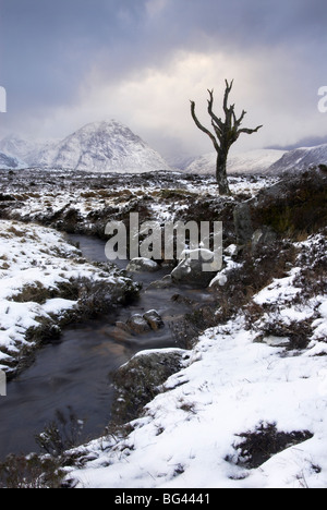 Lonely tree dans Rannoch Moor, Glencoe, Ecosse, Royaume-Uni Banque D'Images