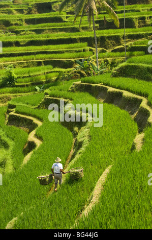 Rizières en terrasses, avec en premier plan l'homme balinais travaillant les terrasses, près de village de Tegallalang, Bali, Indonésie, Asie Banque D'Images