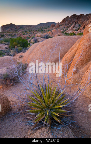 États-unis, Californie, Joshua Tree National Park Banque D'Images