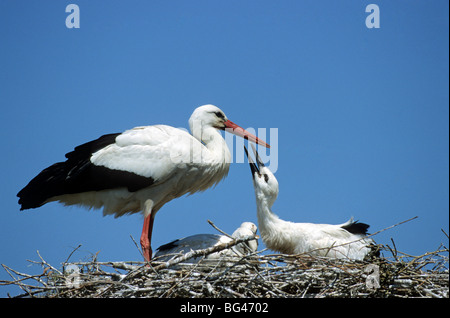 Cigogne blanche, des profils avec pigeonneaux , Ciconia ciconia Banque D'Images