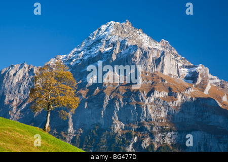 Automne Couleur & Pré alpin, Wetterhorn et Grindelwald, Oberland Bernois, Suisse Banque D'Images