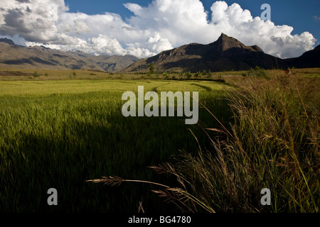 Les champs de riz dans le soleil du soir sous le Massif du Tsaranoro, Parc National d'Andringitra, Madagascar, Afrique du Sud Banque D'Images